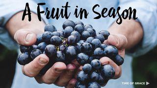 A Fruit In Season